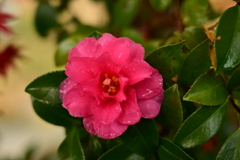 夫婦で紅葉狩り