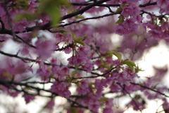 家族で河津桜