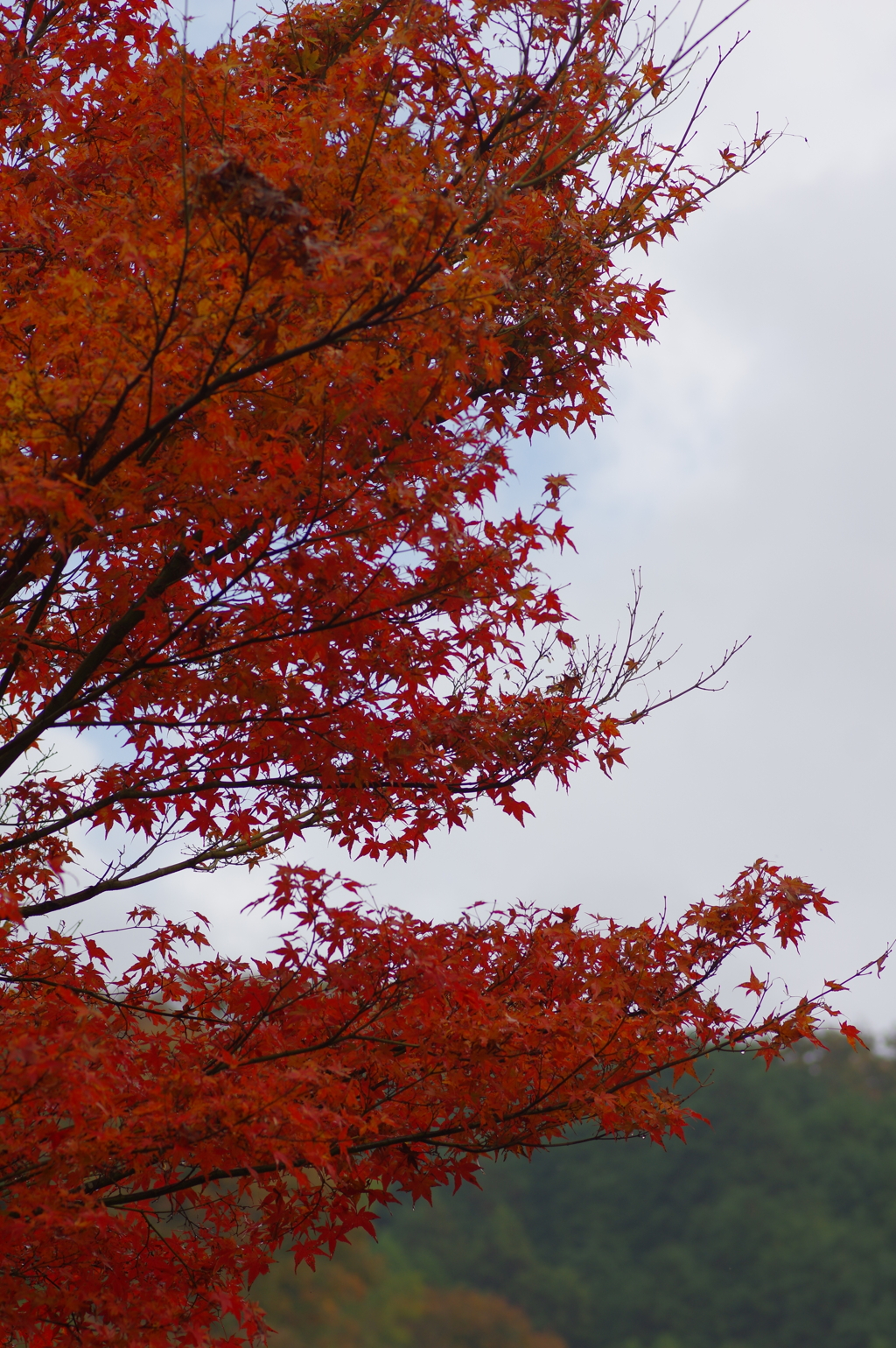 夫婦で紅葉狩り