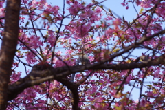 河津桜2021