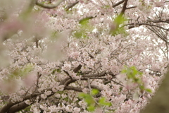 雨上がりお花見2021