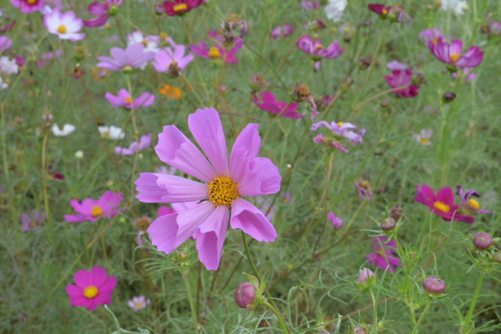 コスモス