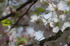 今年の桜は見頃が撮れず