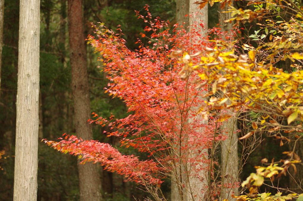 紅葉狩り２０２１