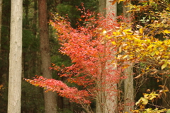 紅葉狩り２０２１