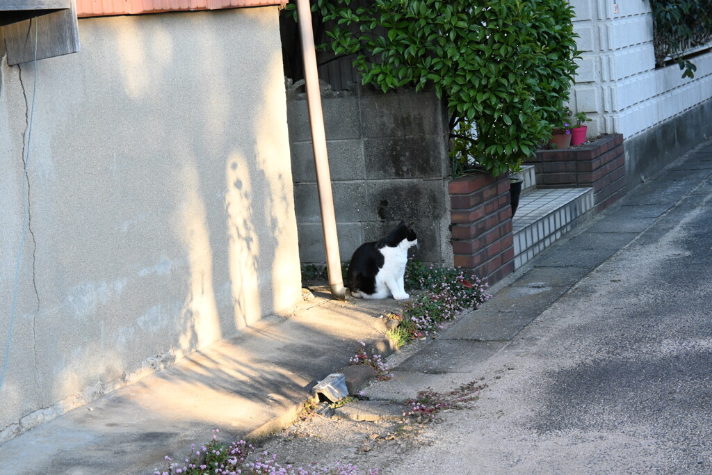 一眼練習猫撮りW