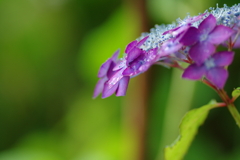 梅雨入りと紫陽花