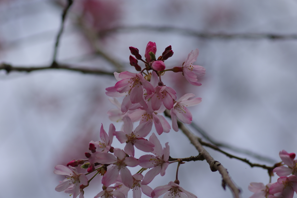 子供を抱えながらの花見
