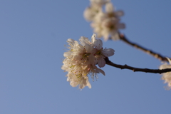 唐実桜