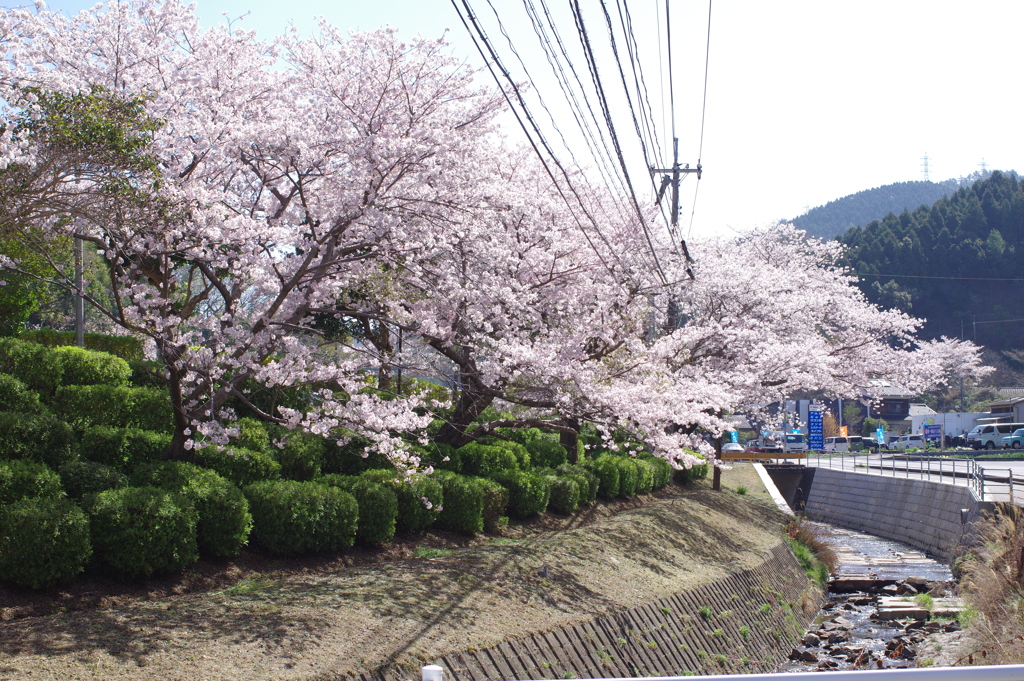 朝の花見