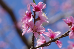 いつもの花見スポットで
