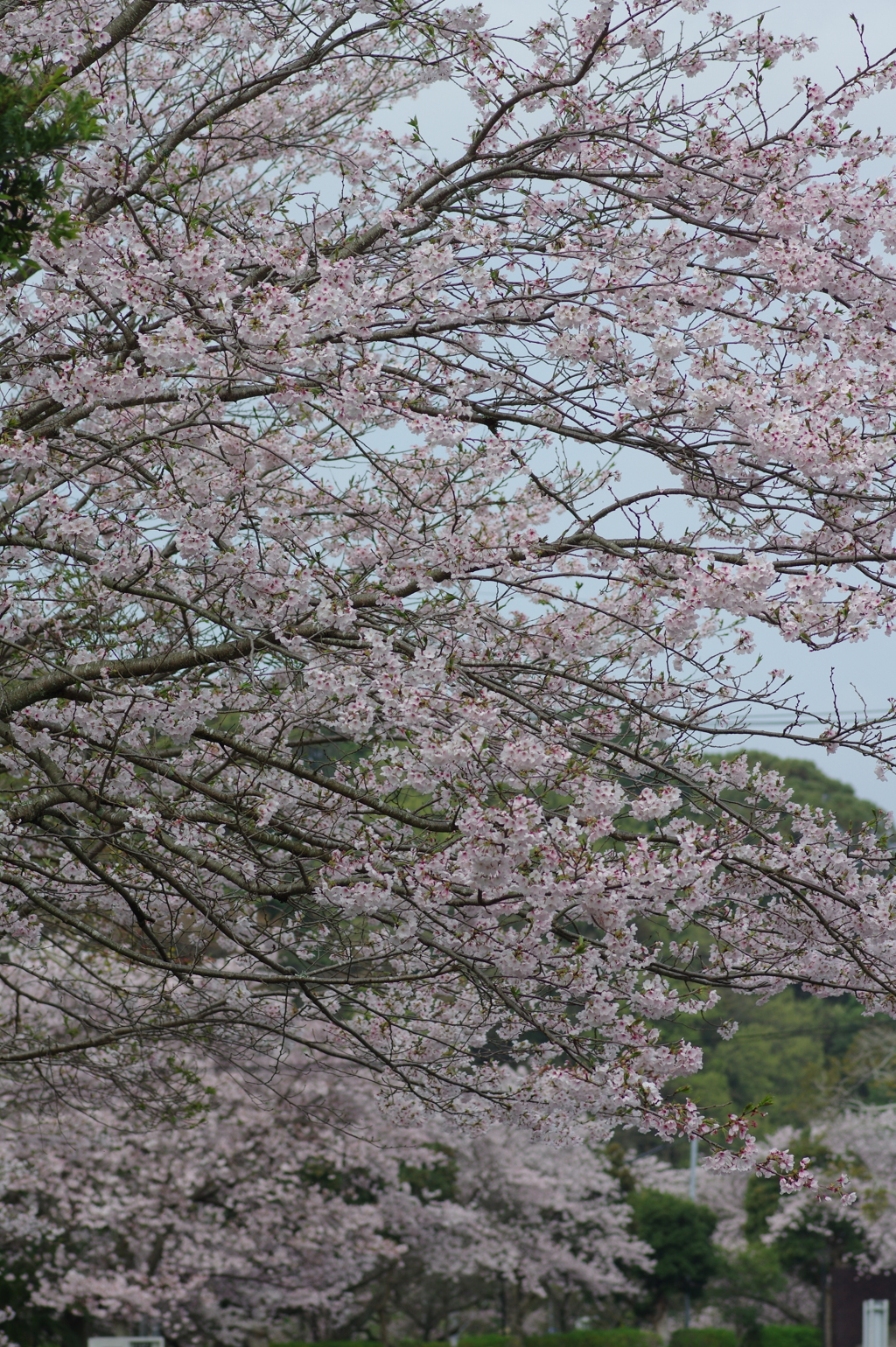 雨上がり一人でお花見