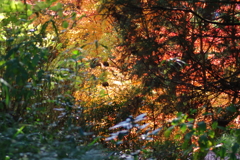 伊藤公記念公園の紅葉