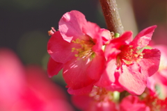 ひっそりと咲いていた木瓜の花