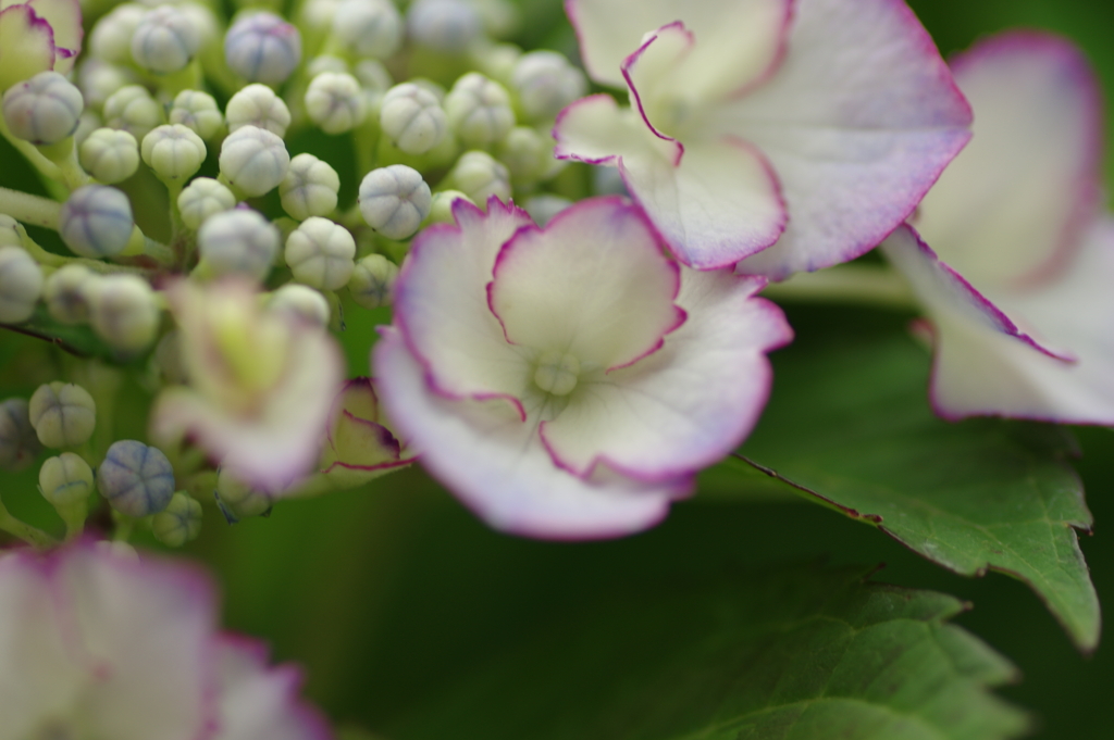 今更紫陽花