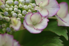今更紫陽花