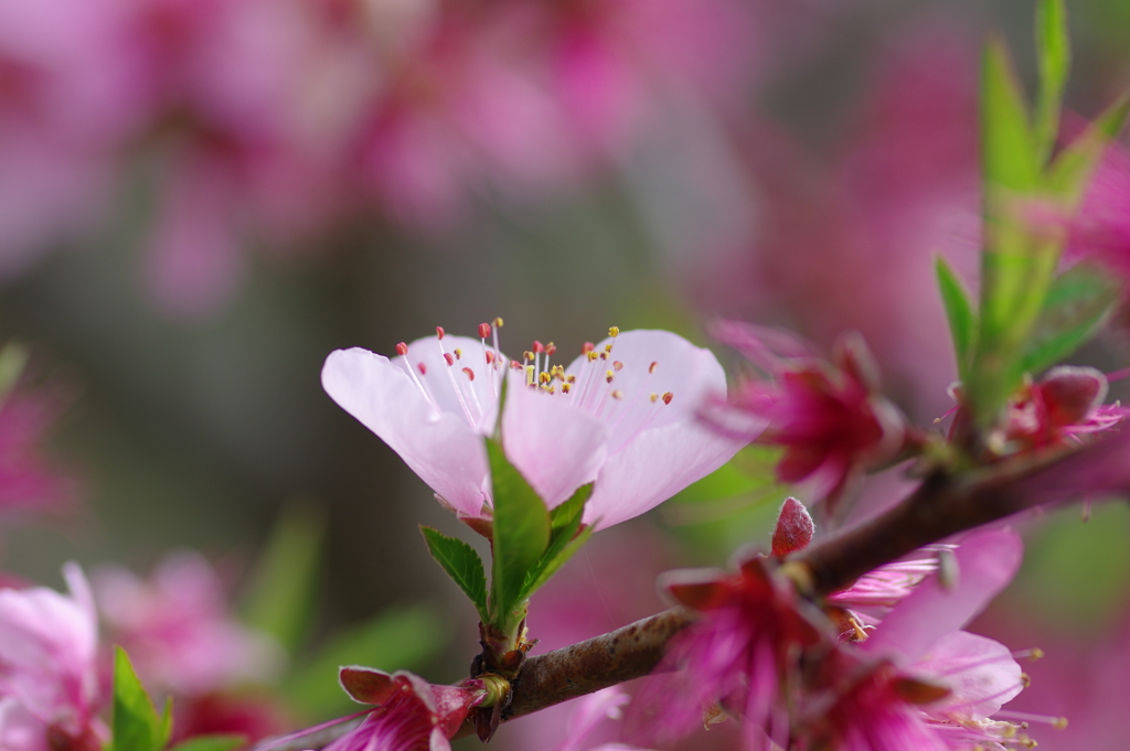 雨上がり一人でお花見