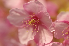 河津桜