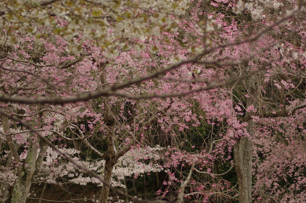 雨上がりお花見2021
