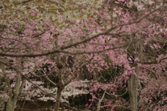 雨上がりお花見2021