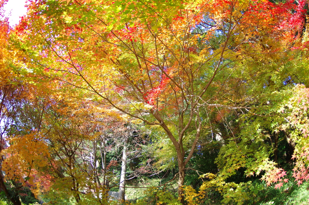 伊藤公記念公園の紅葉