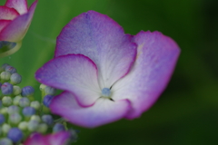 次々開花する紫陽花