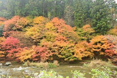 夫婦で紅葉狩り