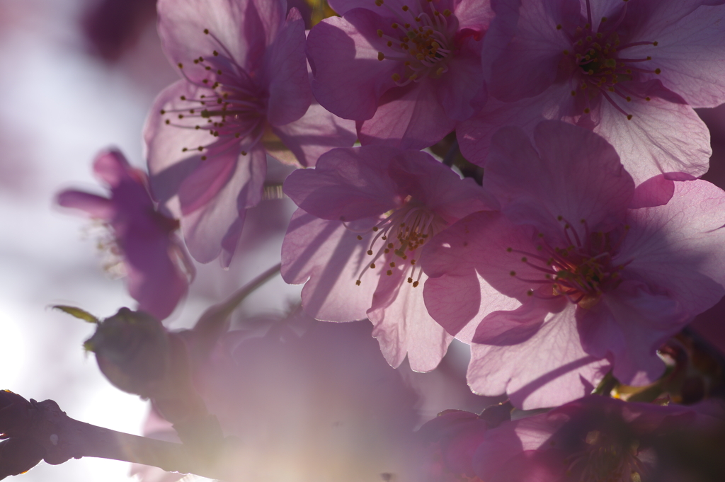 河津桜2021