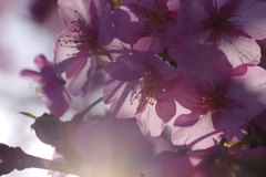 河津桜2021