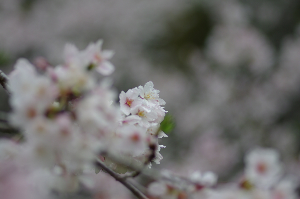 雨上がり一人でお花見