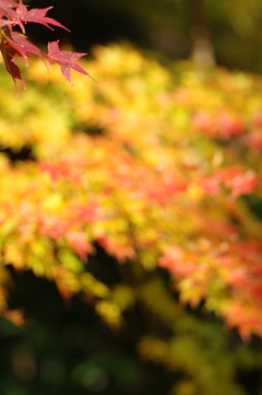 伊藤公記念公園の紅葉