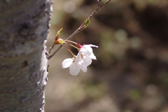 朝の花見
