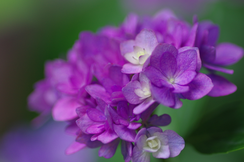 次々開花する紫陽花