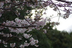 子供を抱えながらの花見