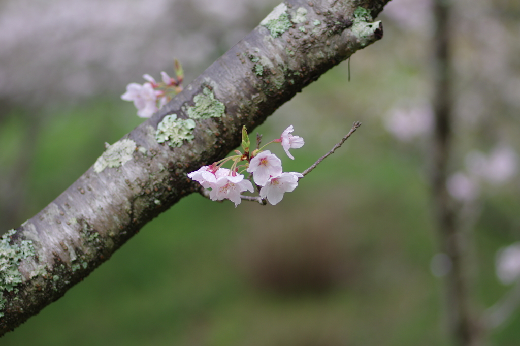 雨上がり一人でお花見