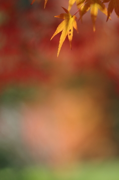 伊藤公記念公園の紅葉