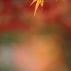 伊藤公記念公園の紅葉