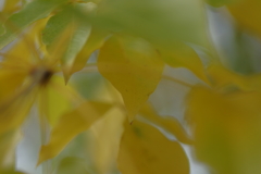 カメラ２台を抱えて紅葉終わり