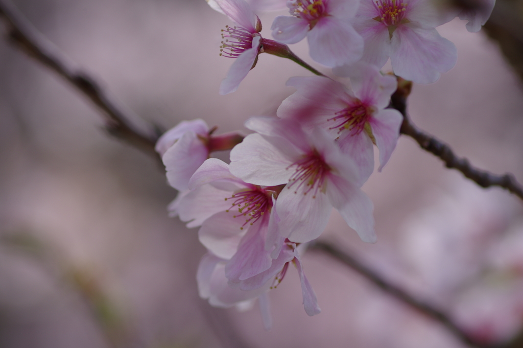 サクラサク別日