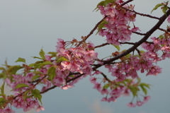 河津桜