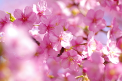 河津桜2021