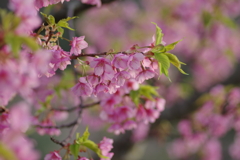 家族で河津桜