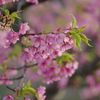 家族で河津桜