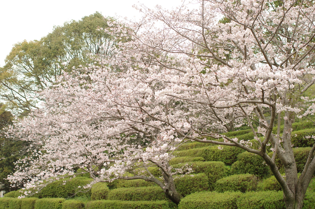 雨上がりお花見2021