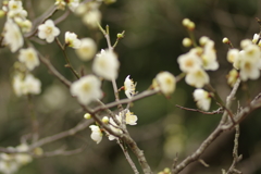 仕事帰りに梅園散策
