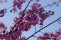 河津桜2021