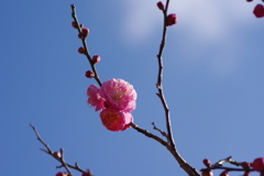 お一人梅園散策