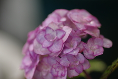 紫陽花
