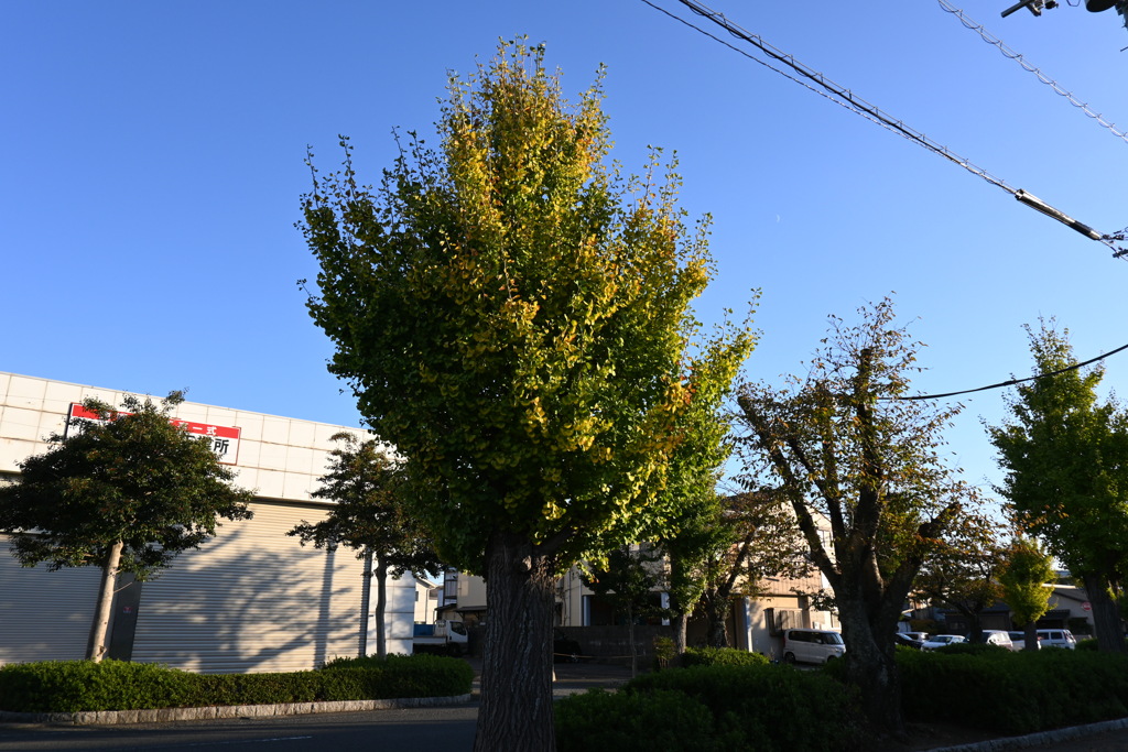 初めての一眼と紅葉W