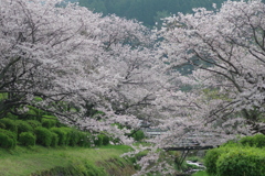 雨上がり一人でお花見